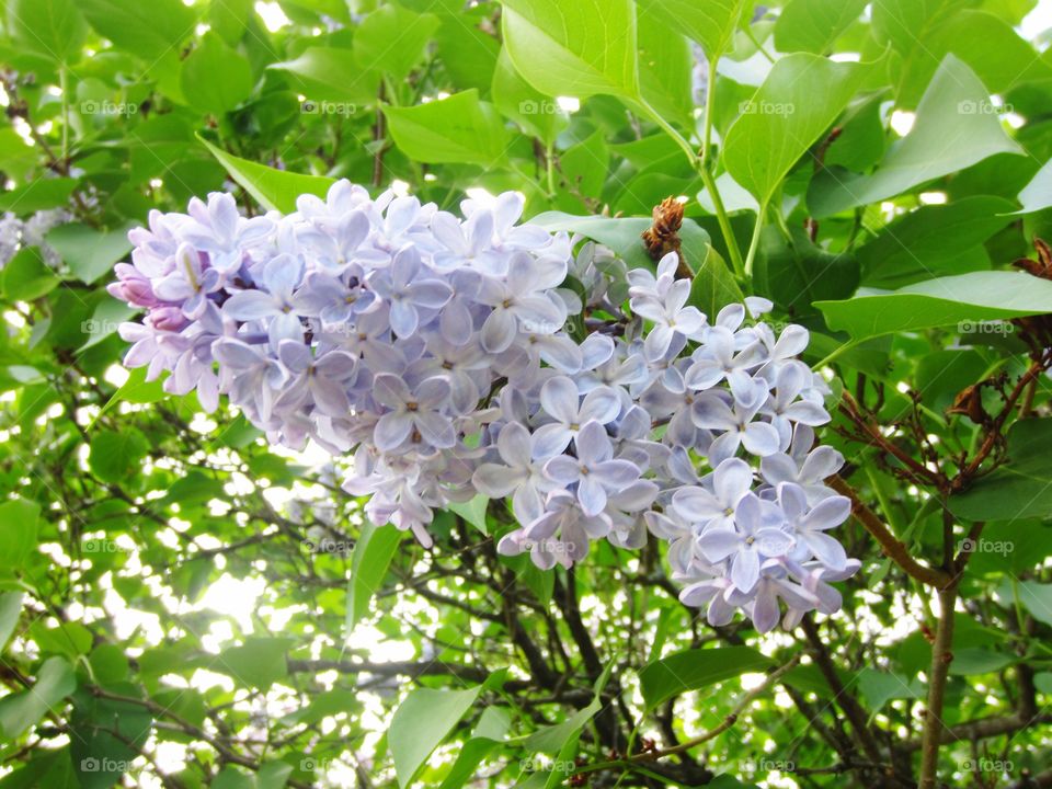 springtime Lilacs