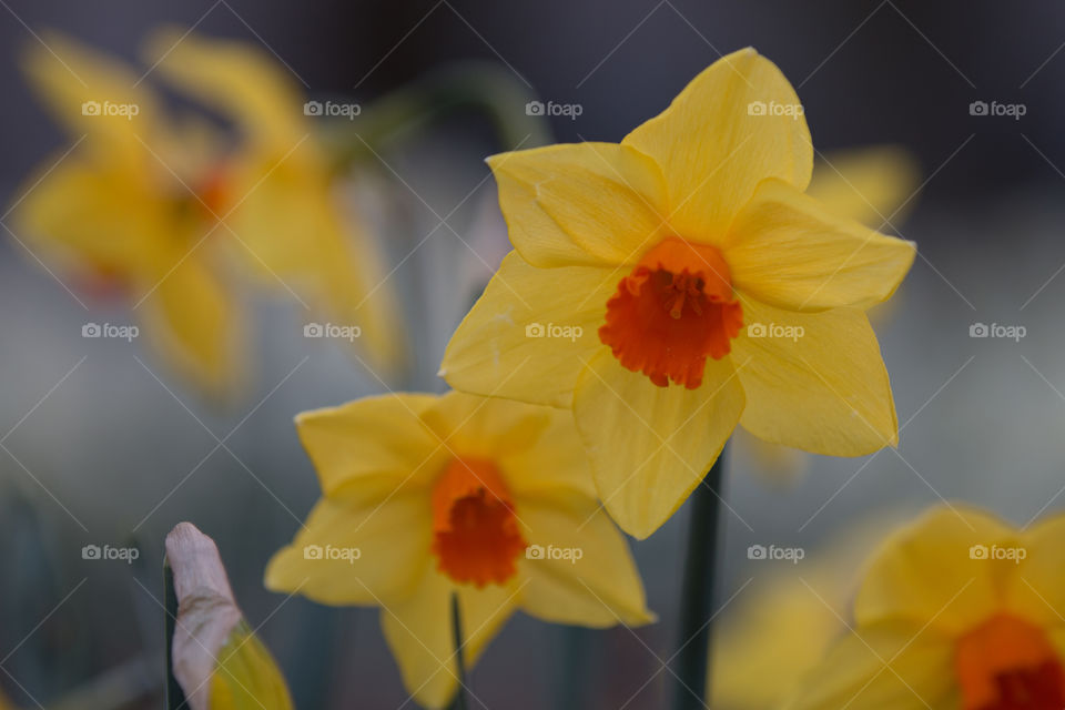 Daffodil, Narcissus, Flower, No Person, Flora