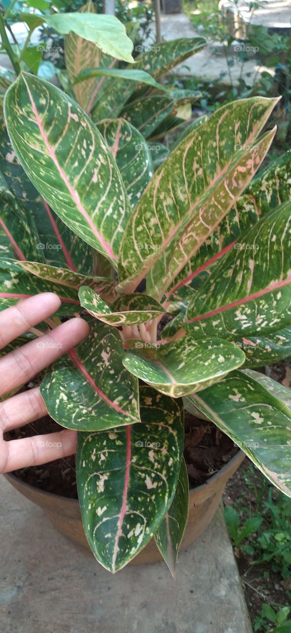 Aglaonema Chinese Evergreen Ornamental Plants