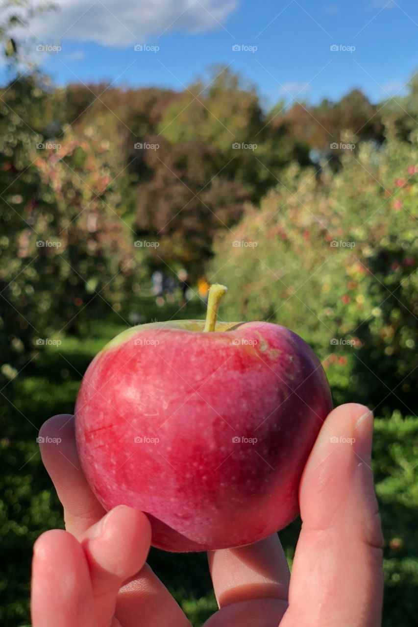 Apple picking at 1911. 