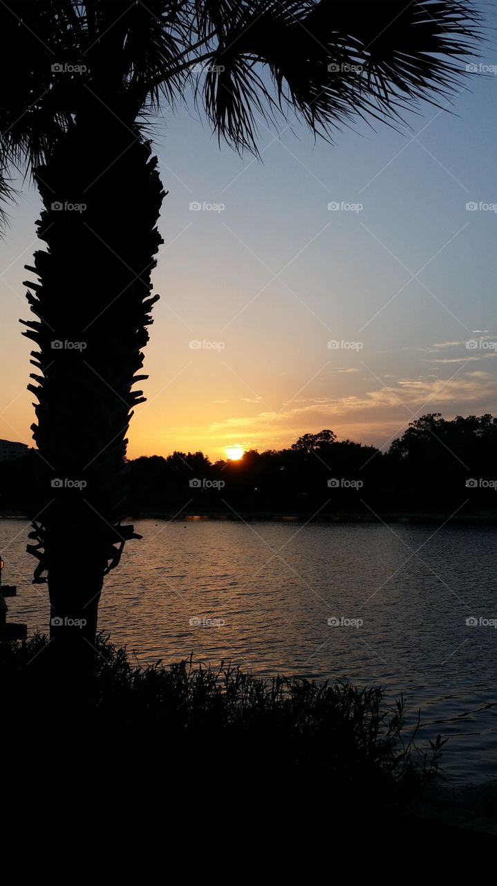 A Sunset In The Park. Took this at Cranes Roost in Altamonte Springs Florida. 