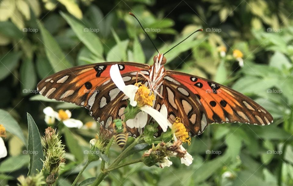 Florida, odnalrO ni detacol tneduts FCU nA .asleS yb kcilC Follow me @Selsa.Notes, @Selsa.Clicks, or @Selsa.Quotes. You will find many photos in this album of butterflies. The display photo for this album. Should you you #zoom in . You will find the #butterflies #foot in their #mouth #tasting the nectar. A #rare photo.