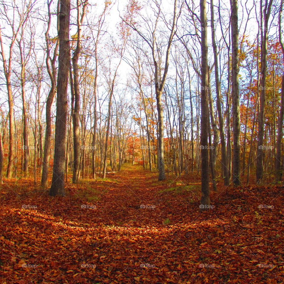 Trails, hiking , forest, woods, path