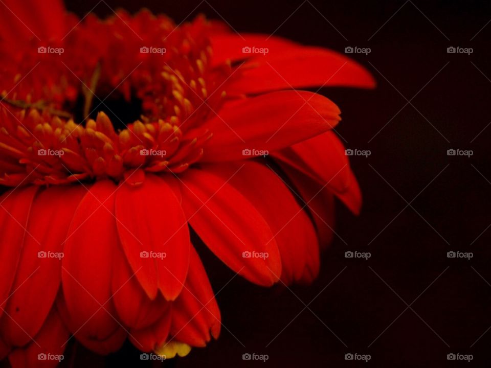 Red Flower