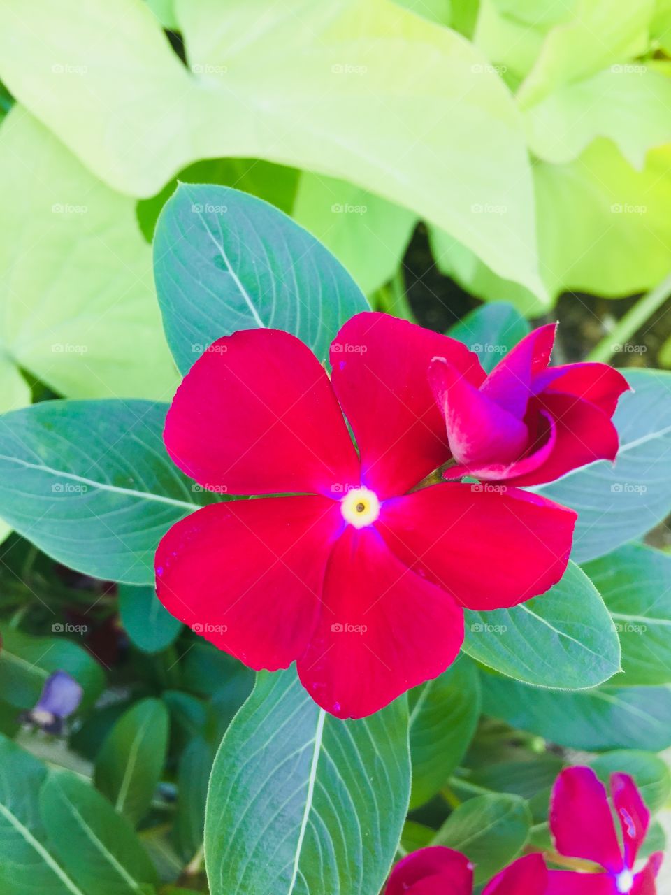 Beautiful colorful flowers