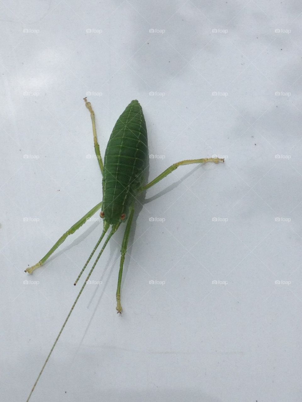 Green bug