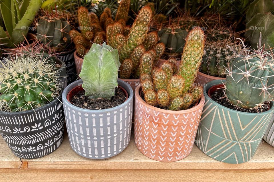 Cacti 