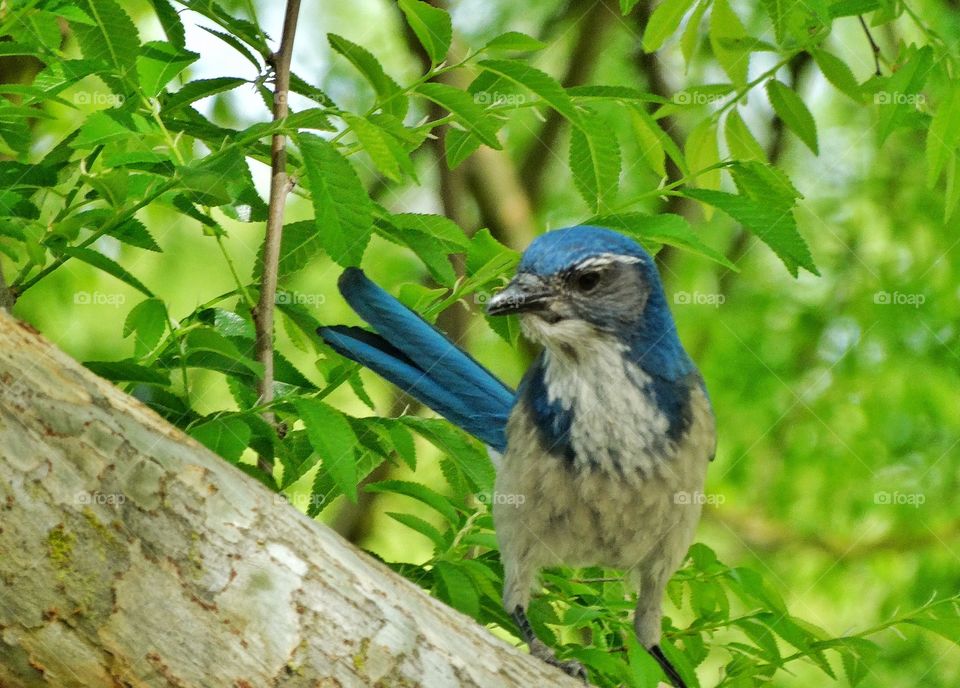 Western Scrub Jay. Intelligent Blue Bird, The Western Scrub Jay
