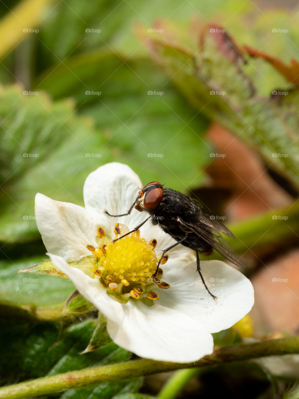 The Pollinators