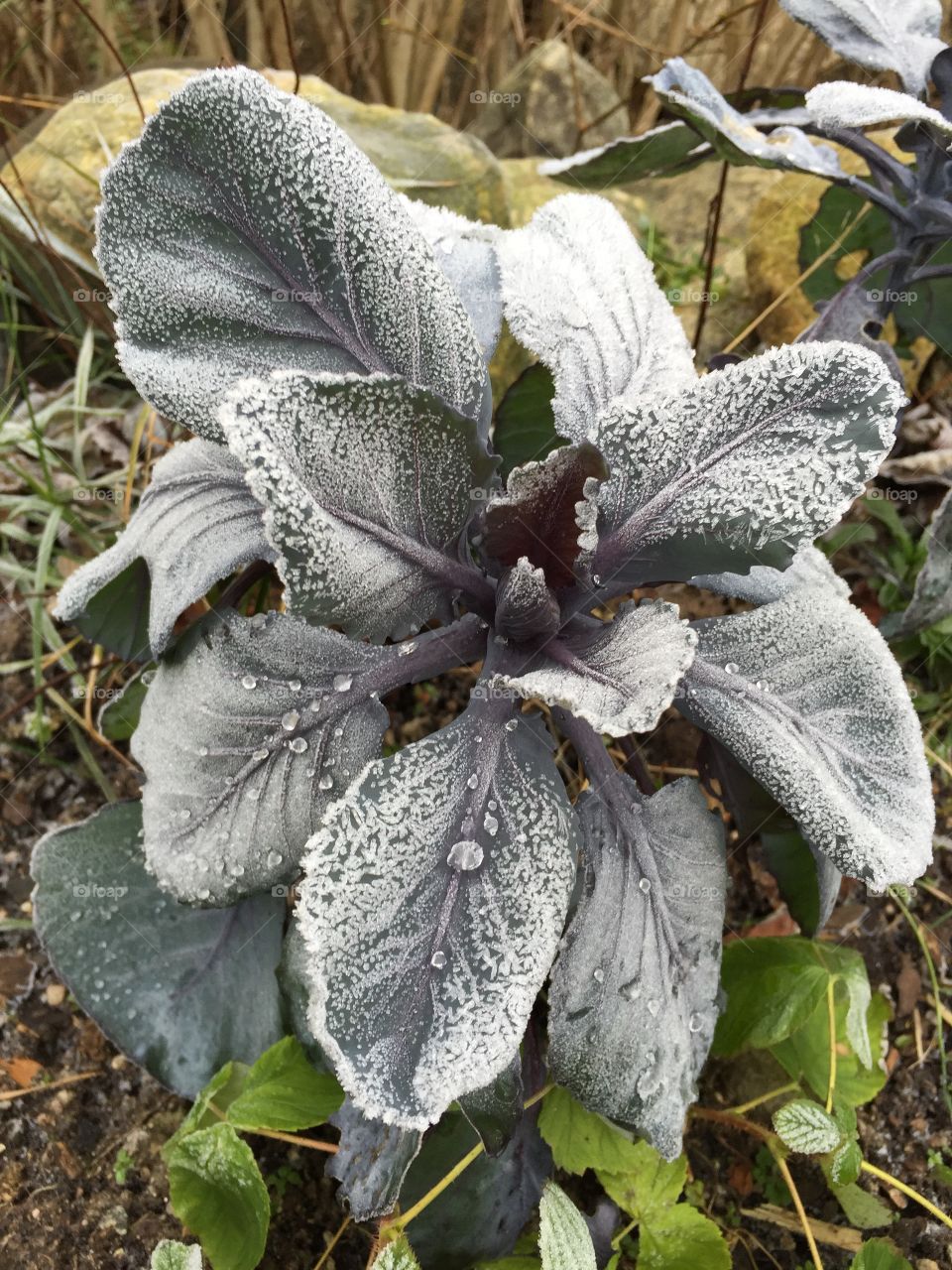 Frozen cabbage growing outdoors