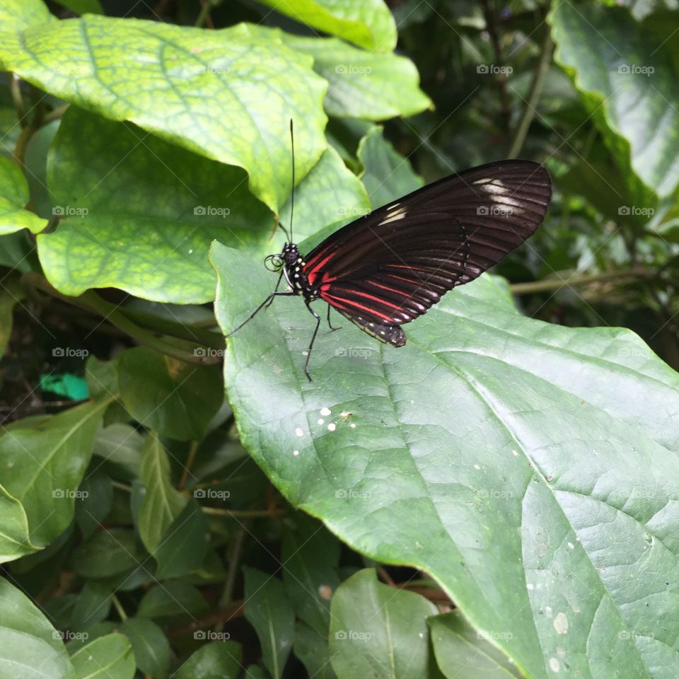 Butterfly . Boston, MA