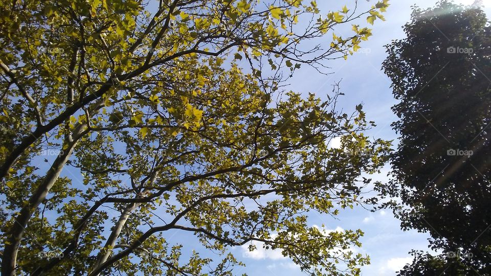 Tree, Branch, Wood, Leaf, Nature