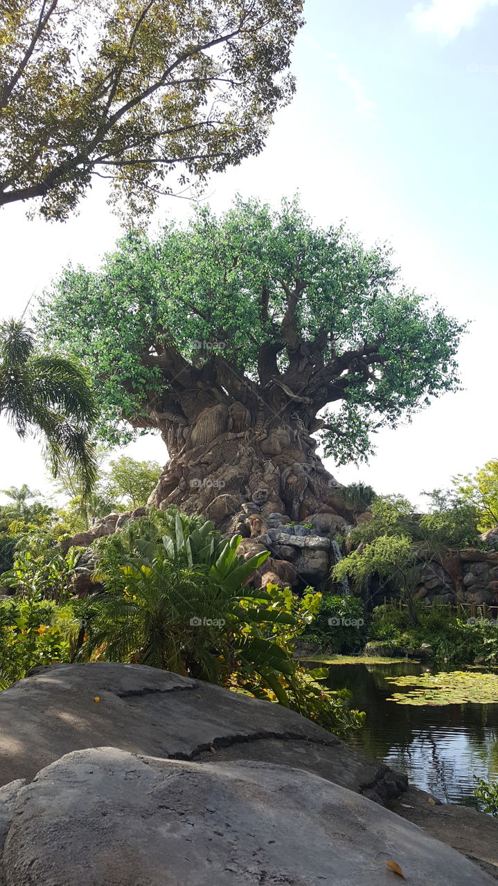 Tree of Life