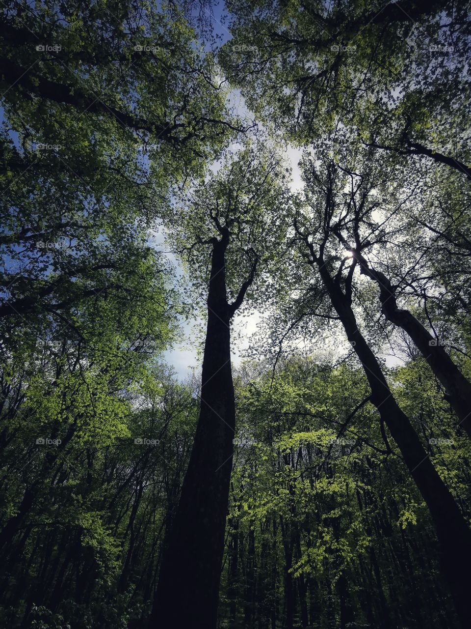 Tree, Wood, No Person, Landscape, Nature