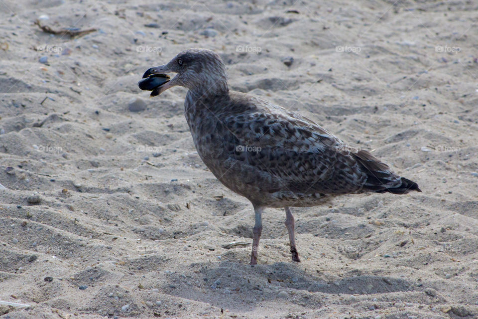 Seagull eating a mussel 