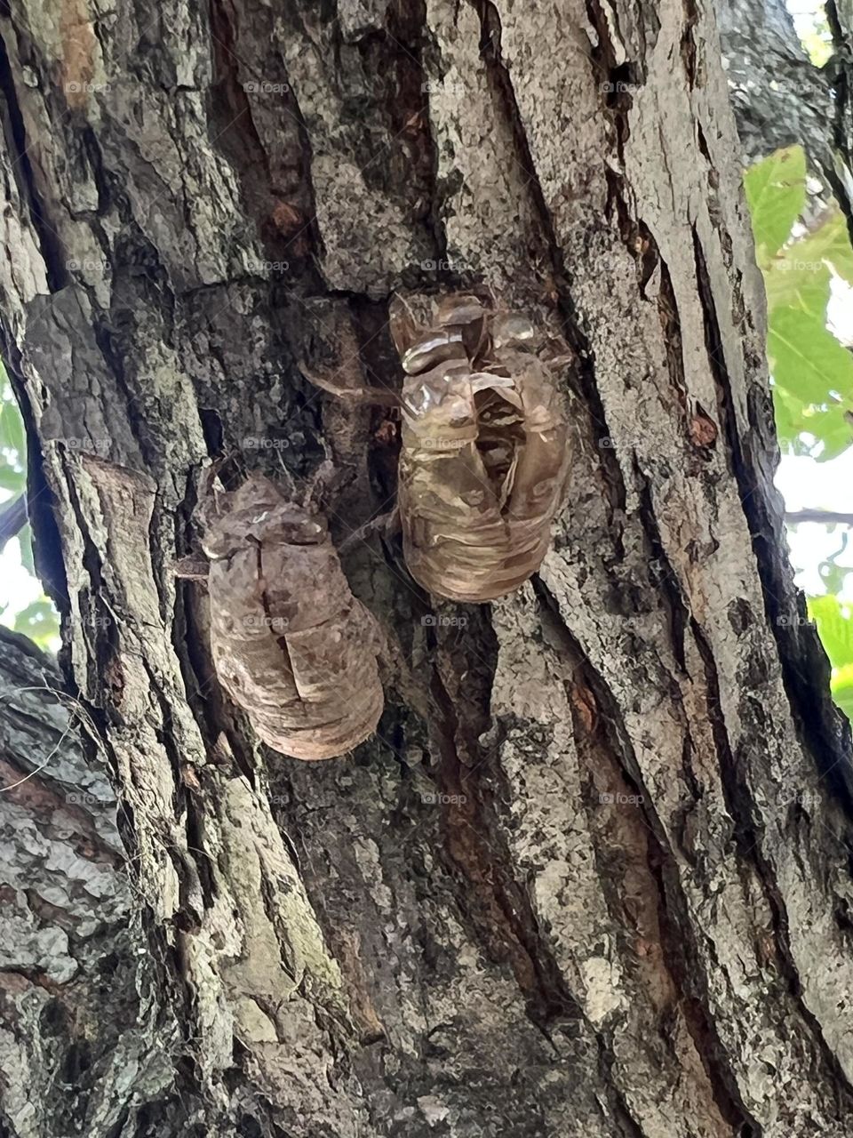 Cicada exoskeletons 