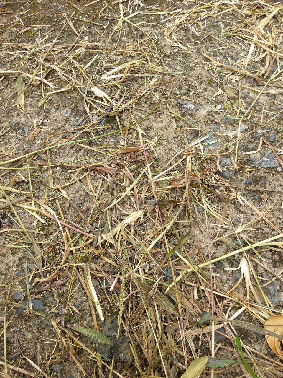 dry grass