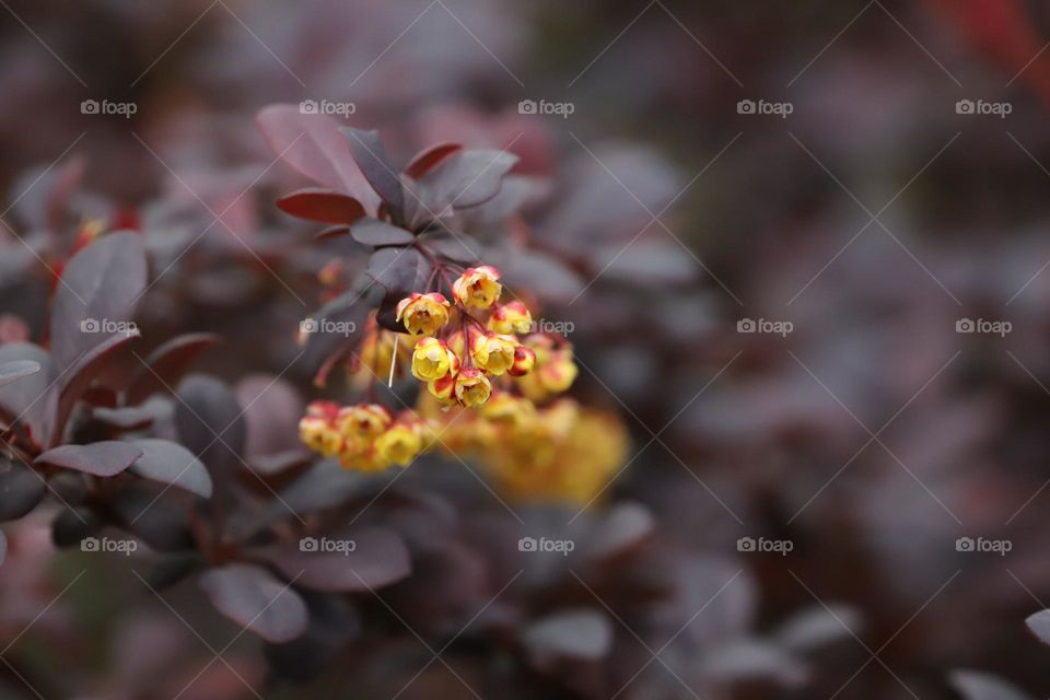 Yellow flowers closeup 