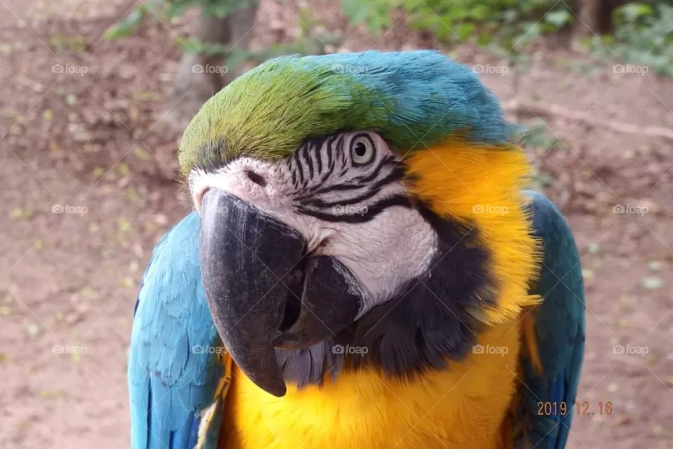 Parot