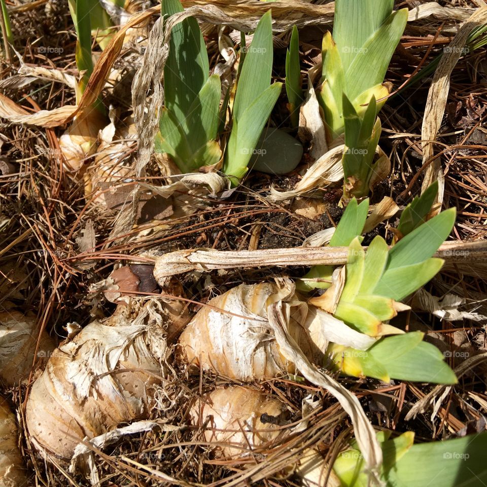 Purple Iris Bulbs Growing in Springtime 