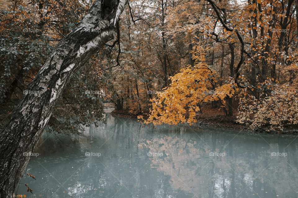 autumn forest and river . colorful season