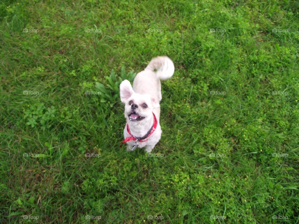 Dog happy having fun shitzu dog