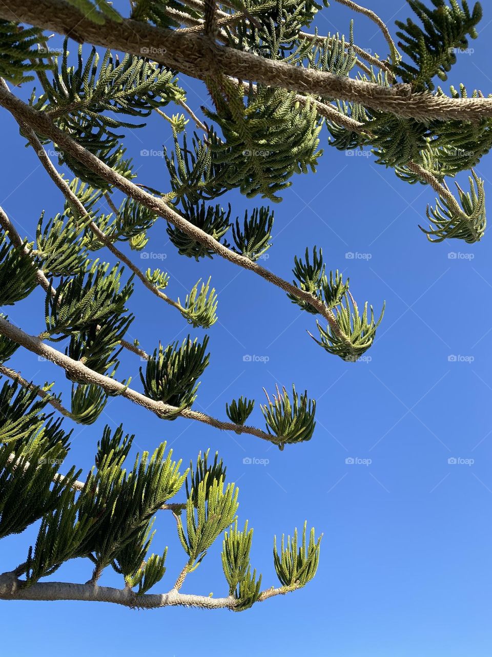 Branches of the tree under blue sky