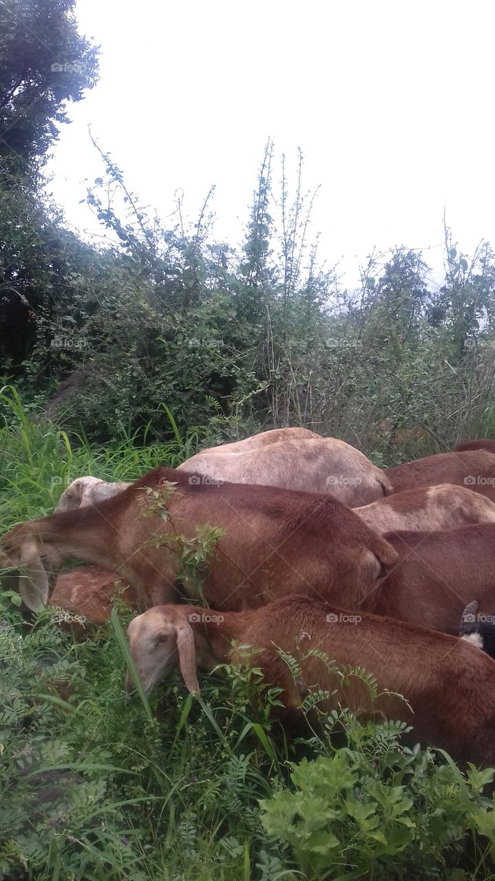 crazy grazing goats