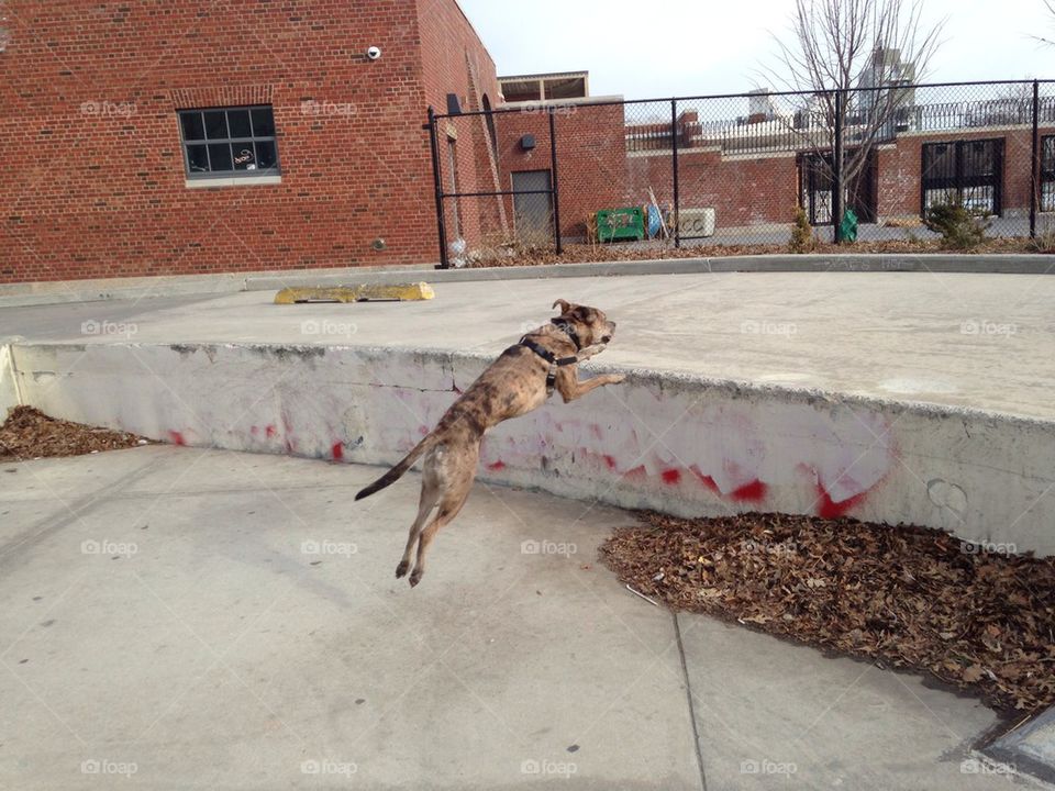 Jumping dog!