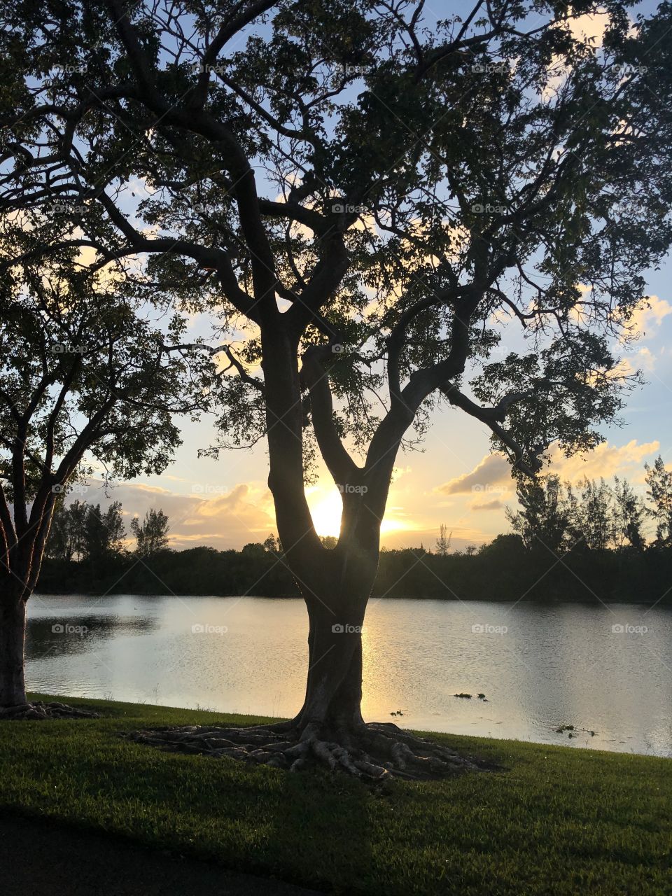 Sunset through the tree 
