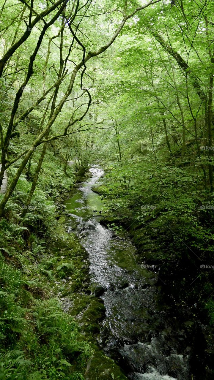 Water stream inside green forest 
