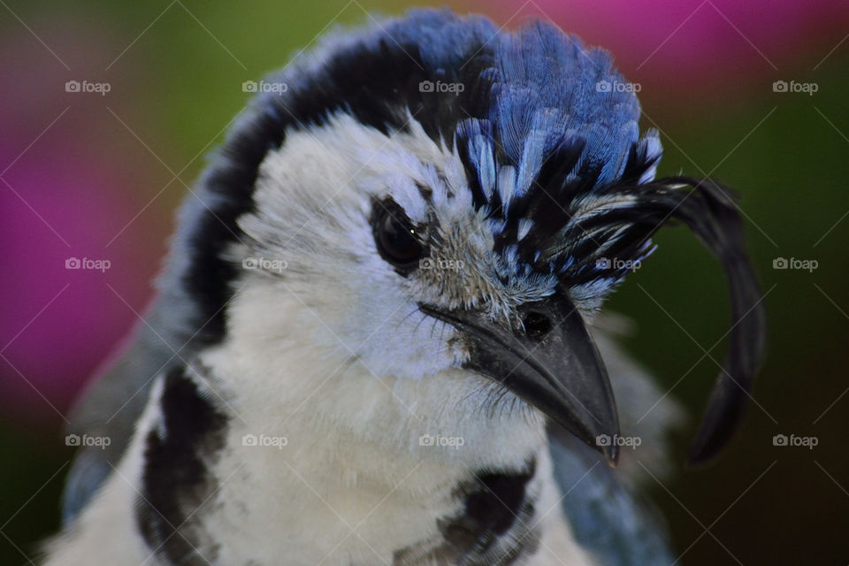 white throated magpie Jay