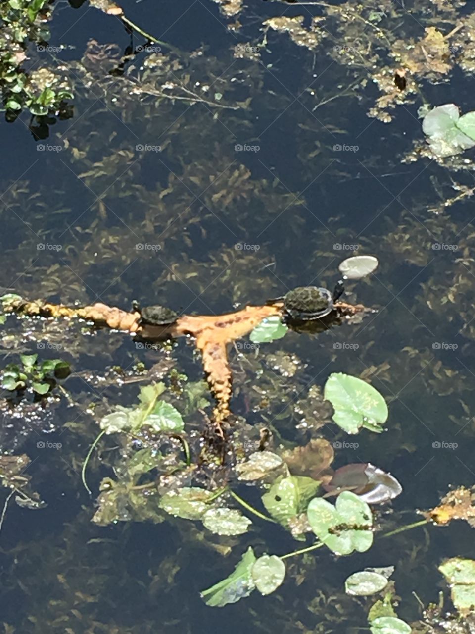 Turtles in marsh
