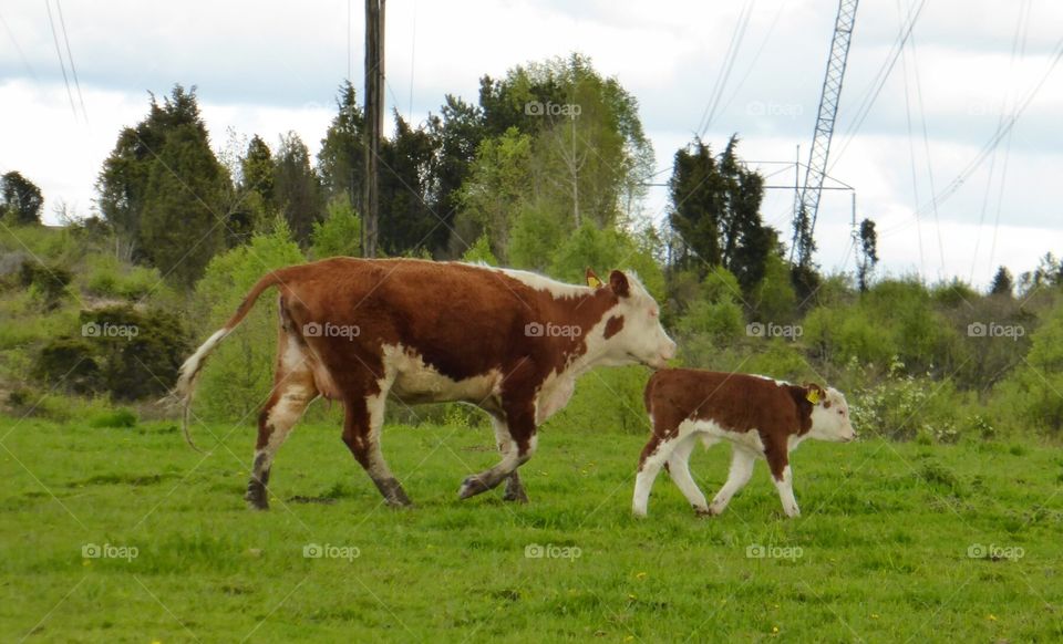 cow and her calf . cow and her calf 
