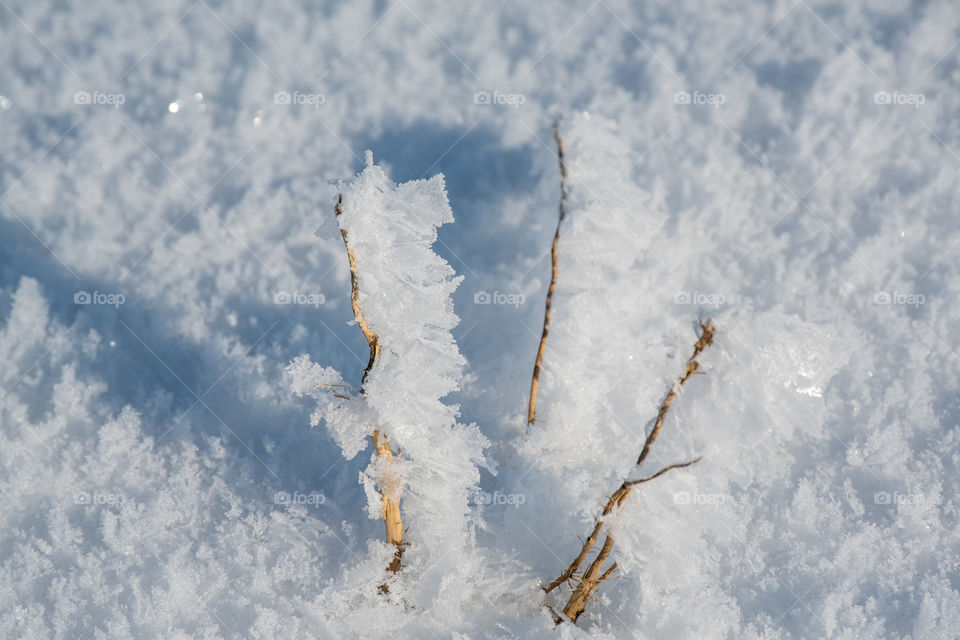 Frosted Twigs