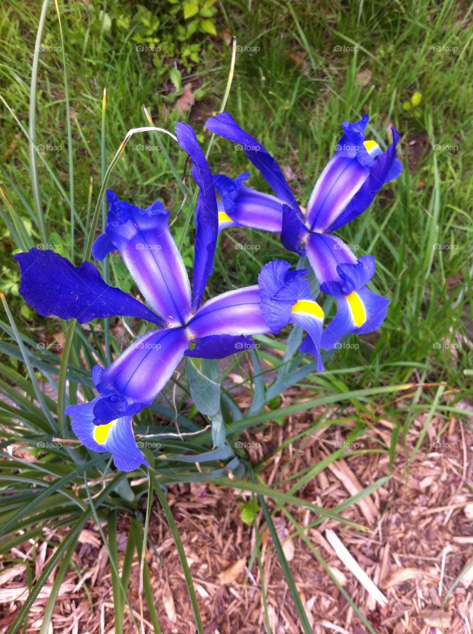 Blue Iris. Asheville, NC.