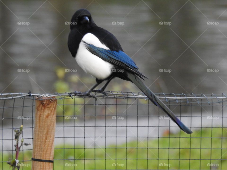 A magpie on a fence 