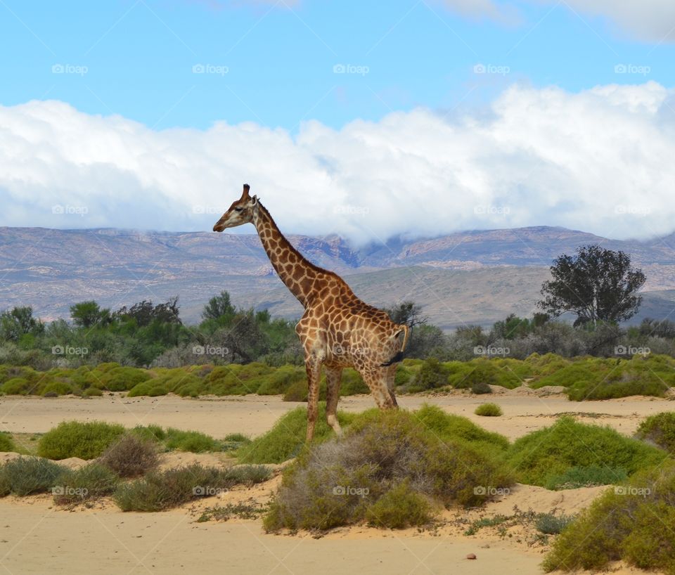 Safari in South Africa