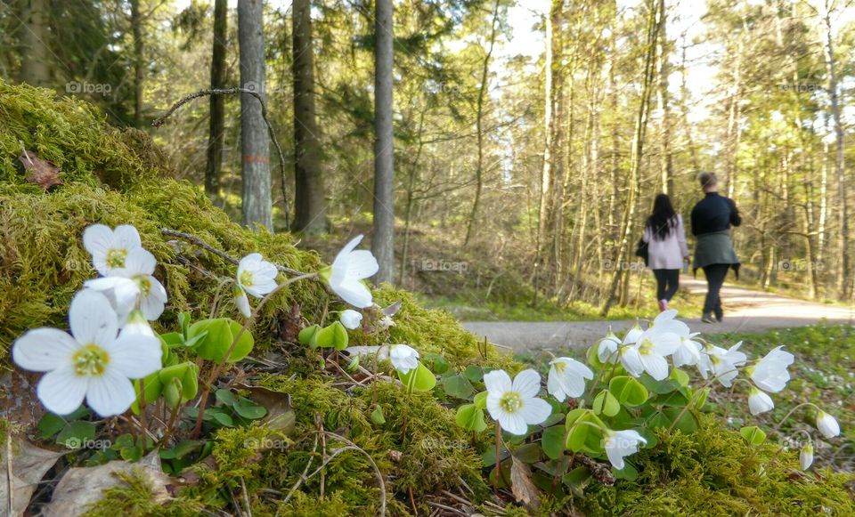 walking in the forest in spring