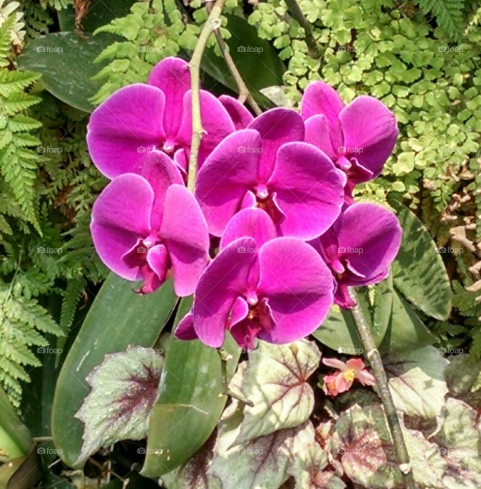 orchids