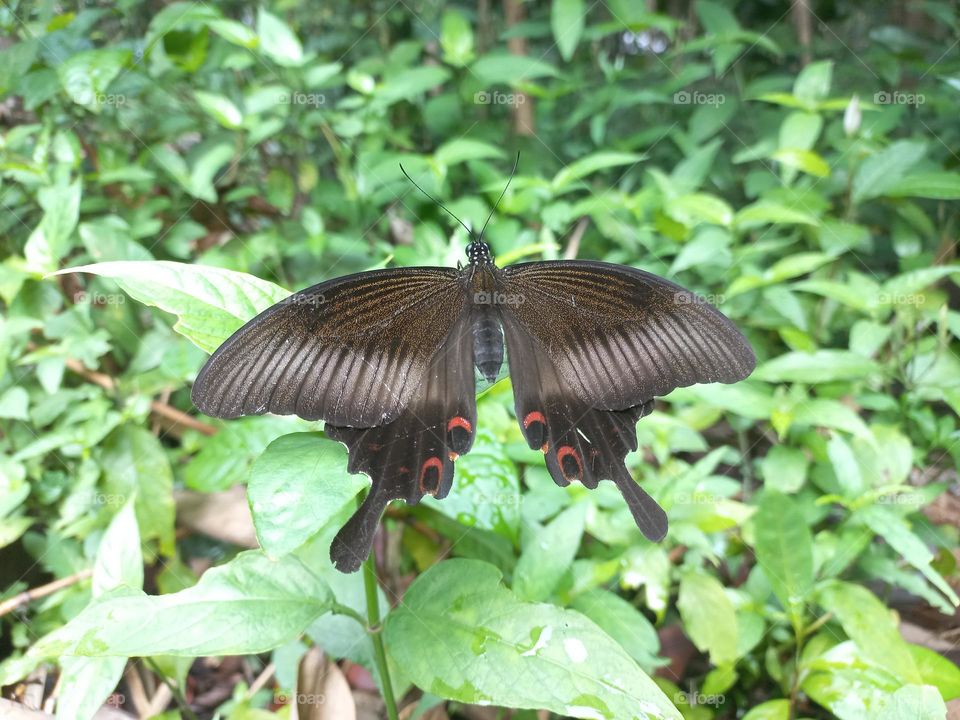 Papilio helenus is a butterfly from the Papilionidae family. It has broad wings and tends to have a dark metallic color that changes color when exposed to sunlight.