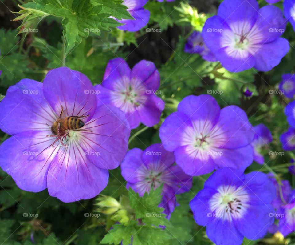 Purple flower with dead bee