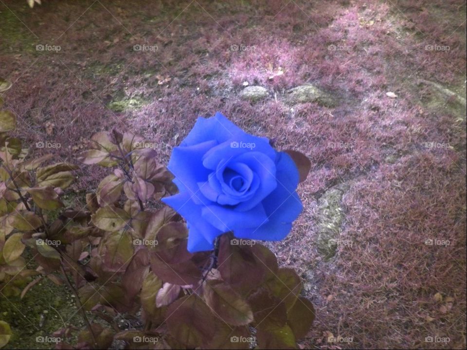 Blue Rose