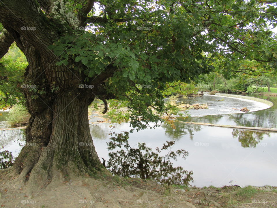 Horseshoe falls