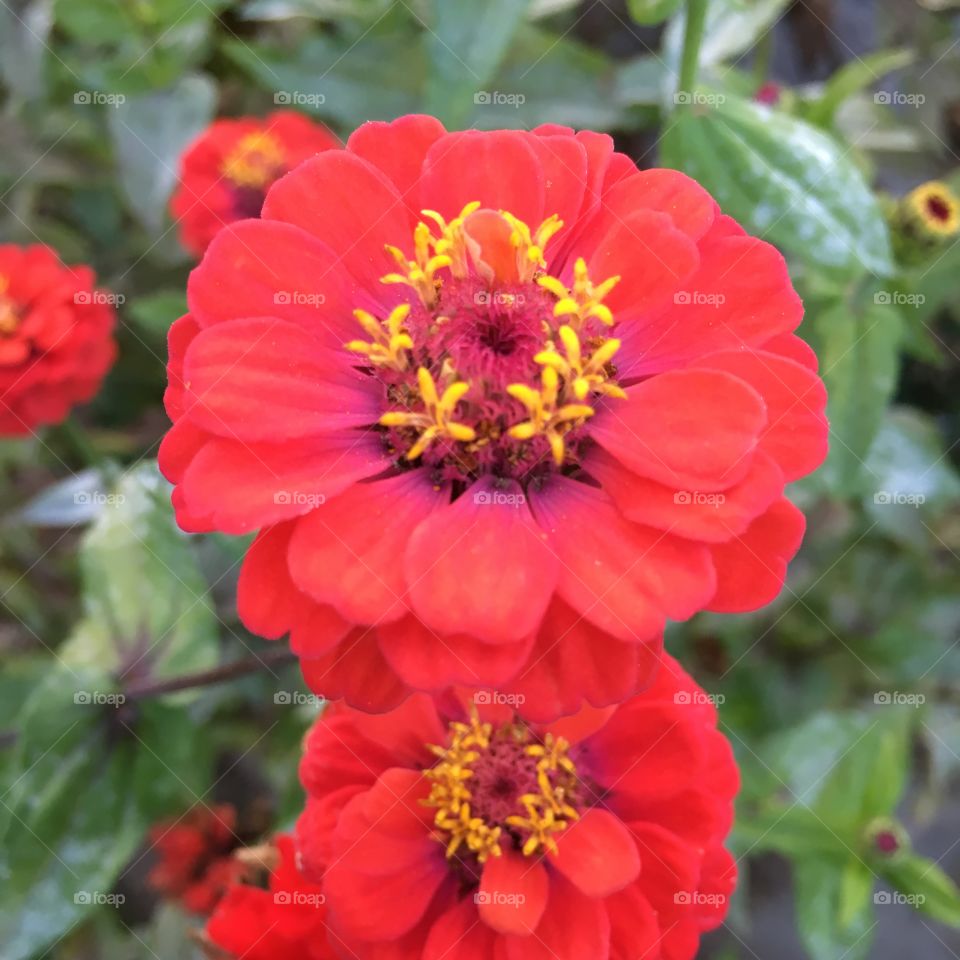 Red Zinnias
