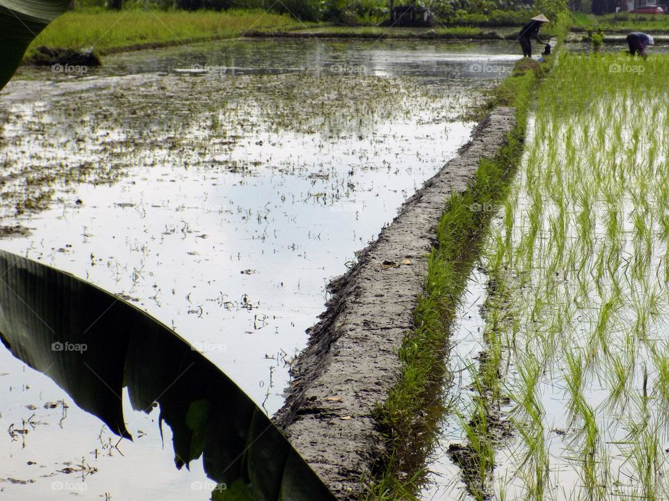 Banana leaf near the rice field