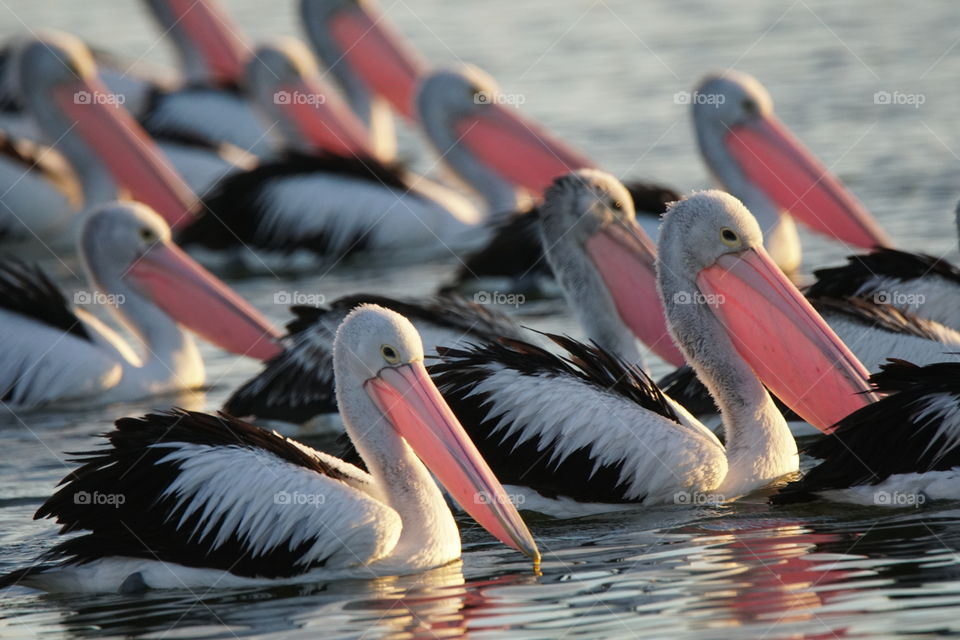 Pelicans at sunrise