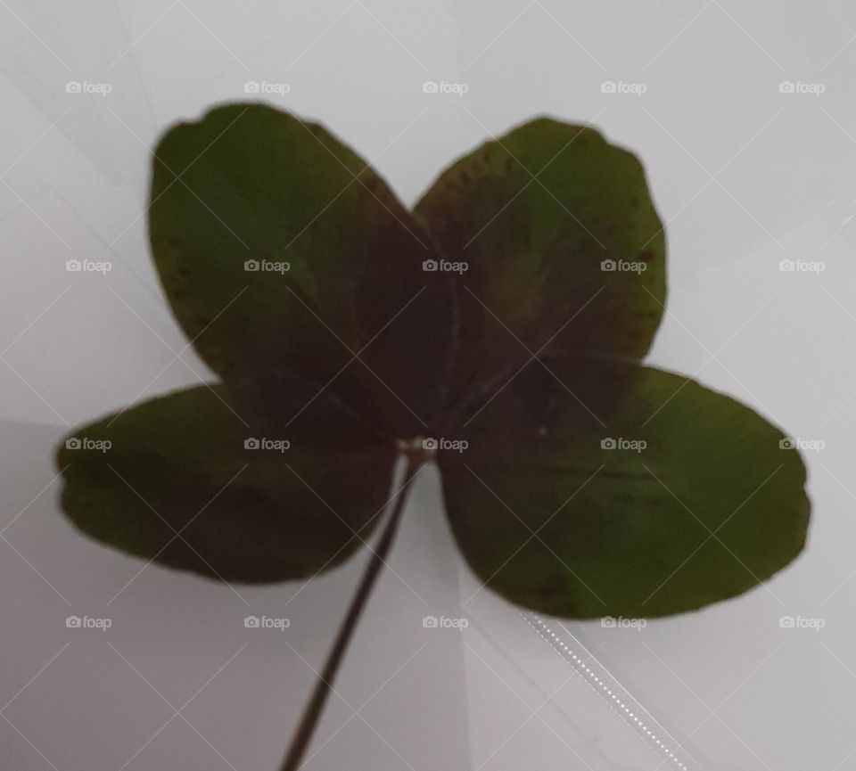 four leaf clover