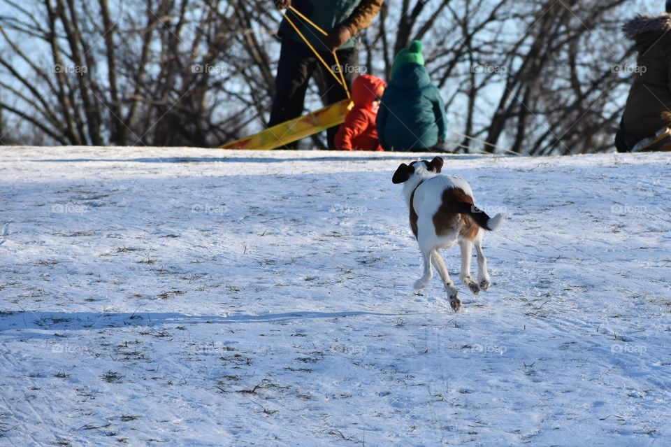 Cute dog playing in snow on a sunny winter day and running toward his owner 