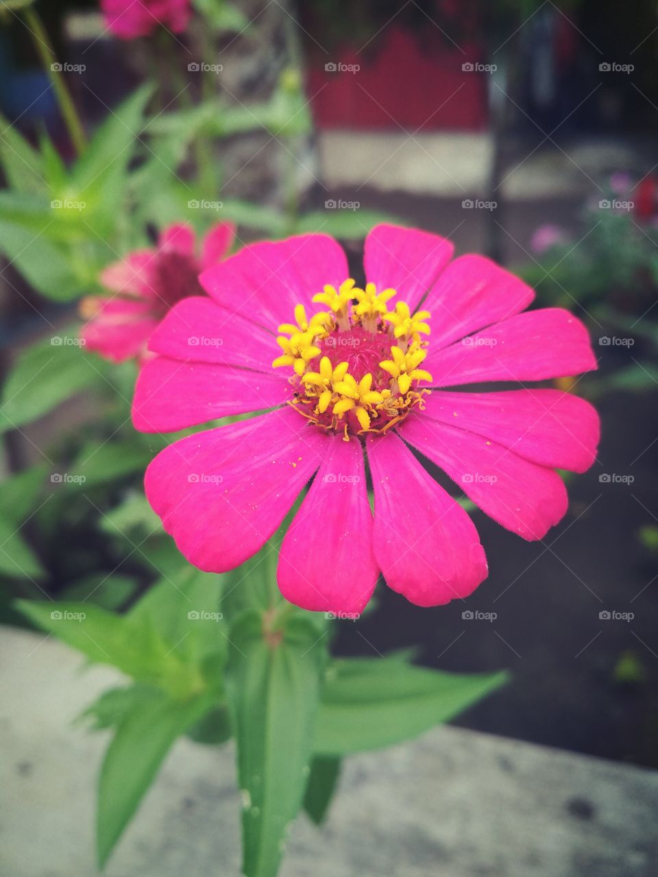 #flower